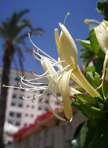 цветы в турции Каприфоль