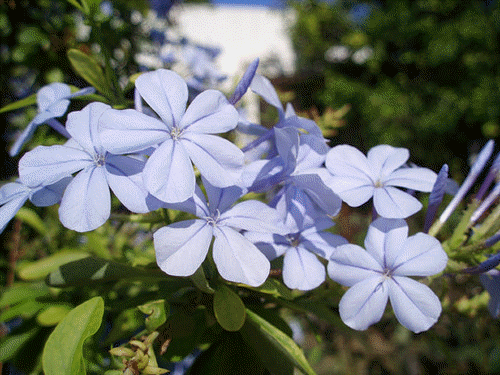 цветы в турции иксора голубая