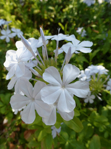 цветы в турции иксора белая