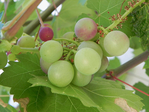 виноград в турции