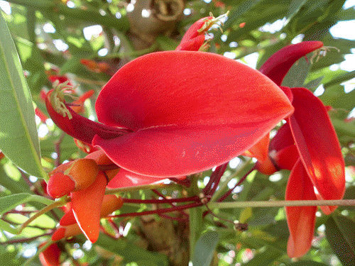 цветы в турции эритрина