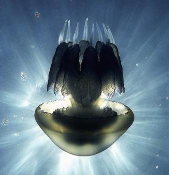опасности на отдыхе,  ядовитая медуза